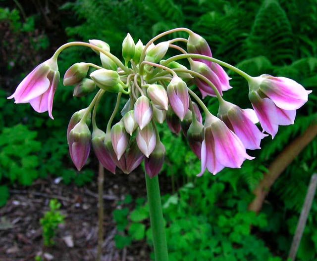 پیاز تابستانه - خرگریو